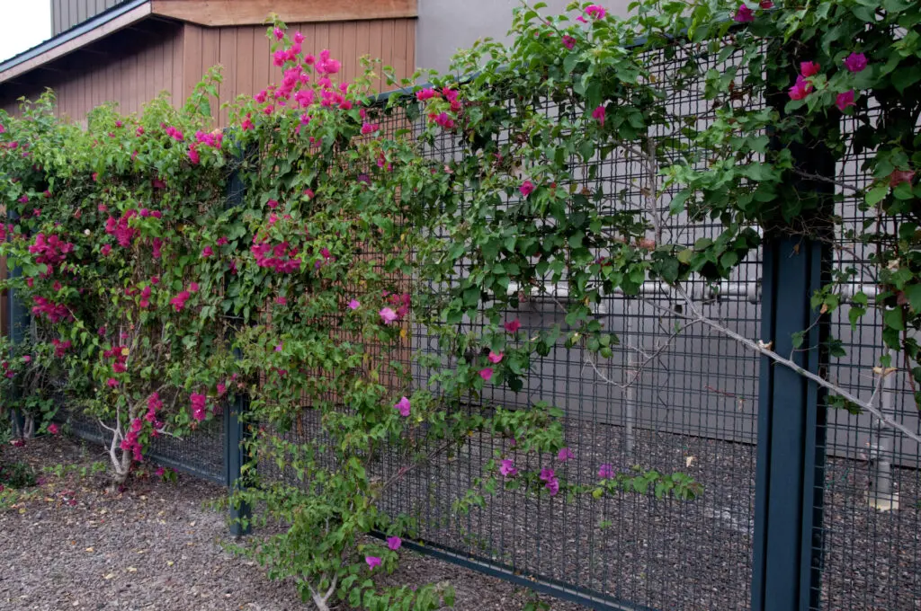 Black powder coated landscape fencing